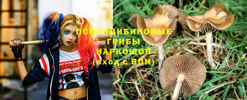 Галлюциногенные грибы Psilocybe  Александровск 